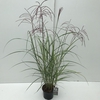 Miscanthus 'Ferner Osten' P23 (5ltr)