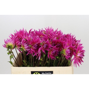 Dahlia Electric Light