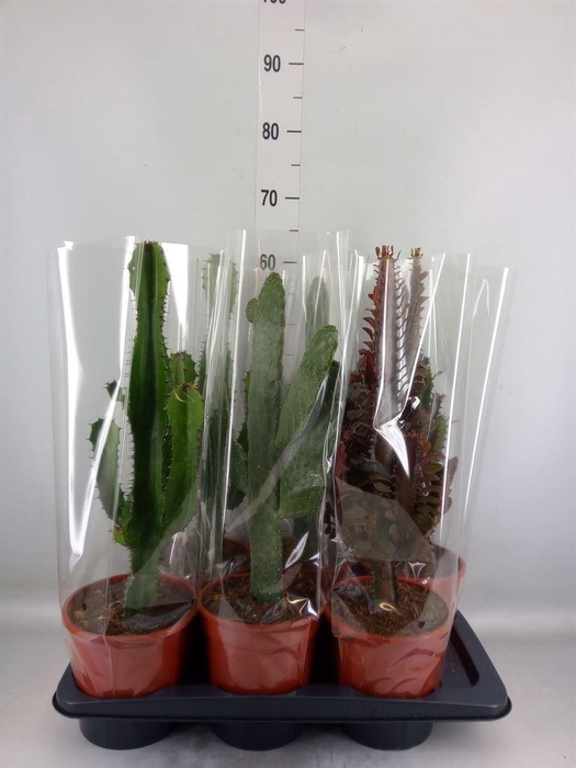 <h4>Cactus   ...mix  3</h4>