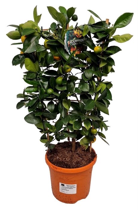 <h4>CITR MICROCARPA</h4>