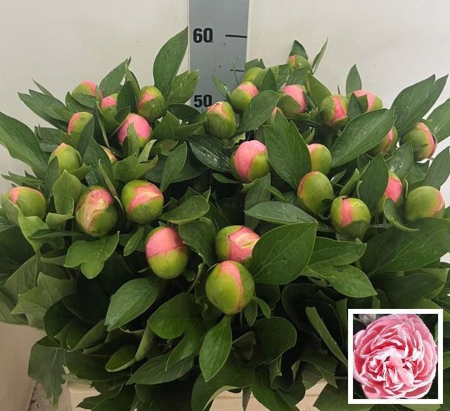 <h4>PAEO ETCHED SALMON</h4>