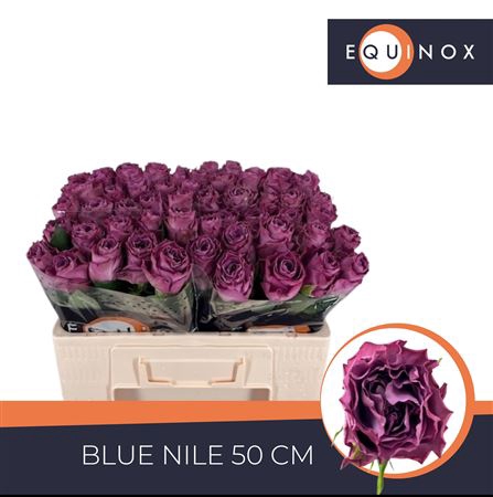 <h4>R Gr Blue Nile</h4>