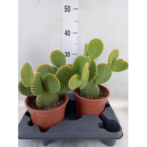 Opuntia microdasys var. pallida