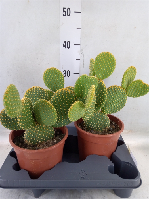 <h4>Opuntia microdasys var. pallida</h4>