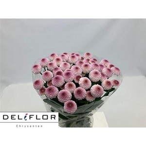 Chr T Sugarbunny New