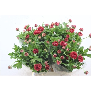 Ran Butterfly Hera 60cm