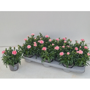 DIAN OSC ANTIQU PINK