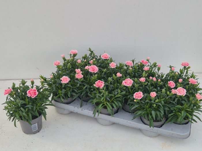 <h4>DIAN OSC ANTIQU PINK</h4>