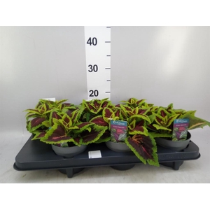 Plectranthus col. 'MSt Alligator A'