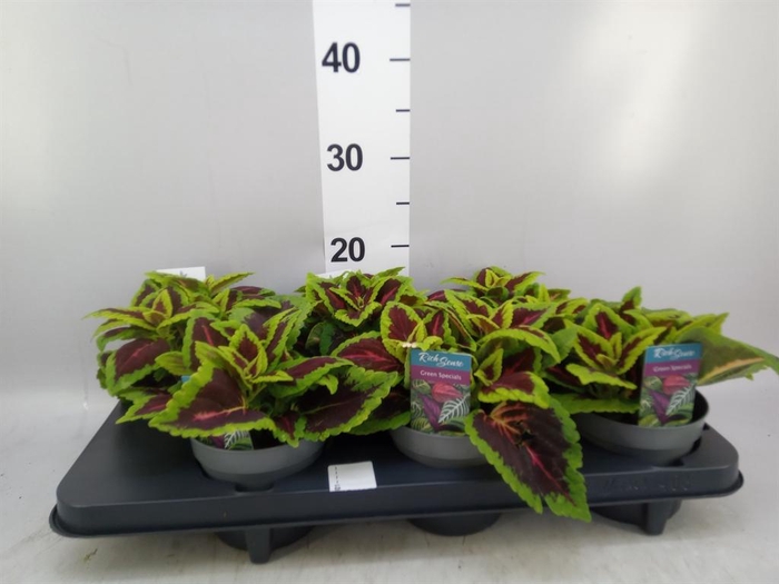 <h4>Plectranthus col. 'MSt Alligator A'</h4>