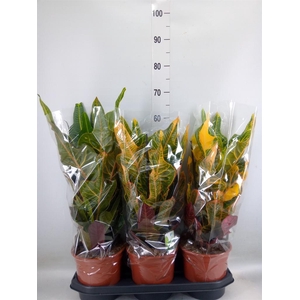 Codiaeum var. GR 'Excellent'