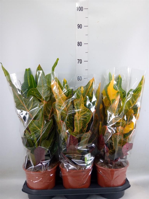 <h4>Codiaeum var. GR 'Excellent'</h4>