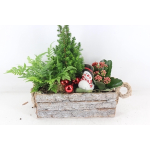 arr2 JS - Schors rechthoek picea