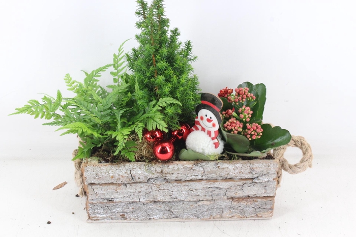 <h4>arr2 JS - Schors rechthoek picea</h4>