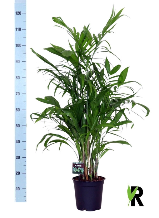 <h4>CHAMAED SEIFRIZII</h4>