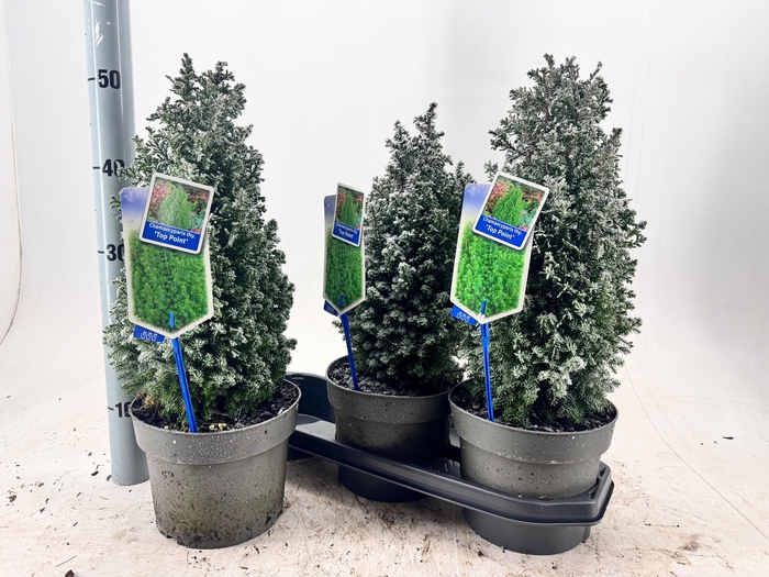 <h4>CHAM TH TOP POINT</h4>