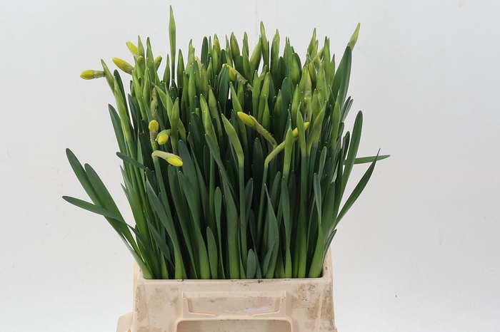 <h4>Narc G Pinza</h4>