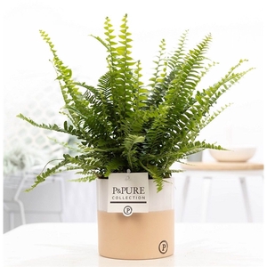 Nephrolepis Green Lady in P&PURE Rosy cer.