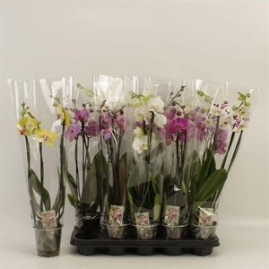 PHAL GEM