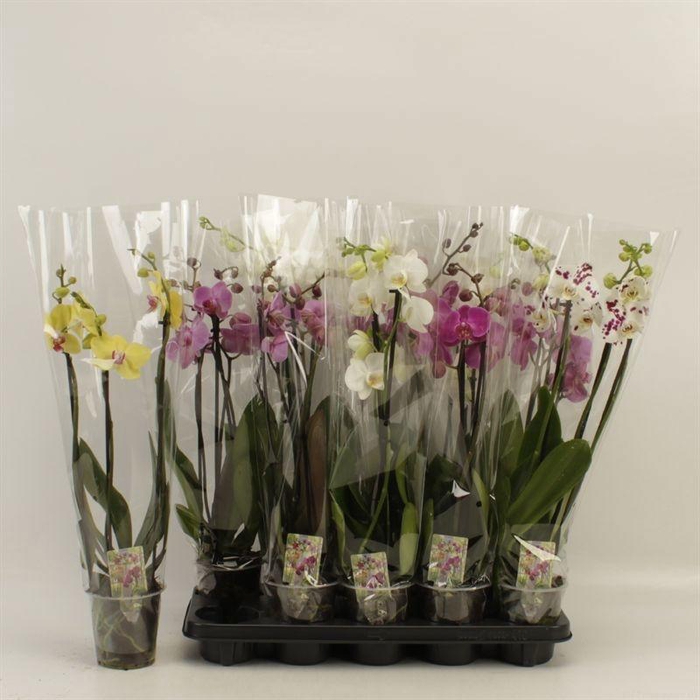 PHAL GEM