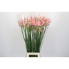 Nerine Casandra