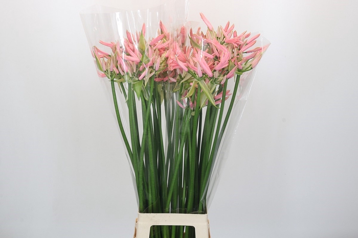 Nerine Casandra