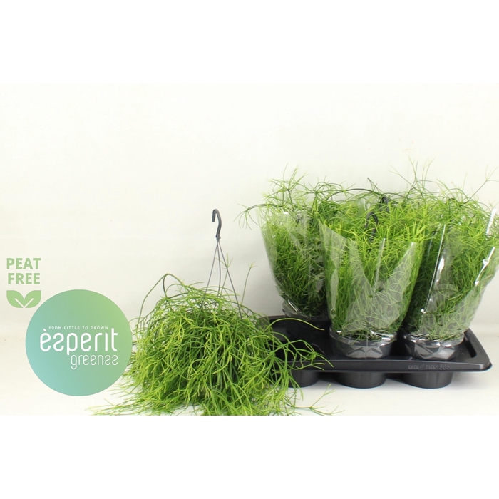 <h4>RHIPSALIS BA OASIS</h4>