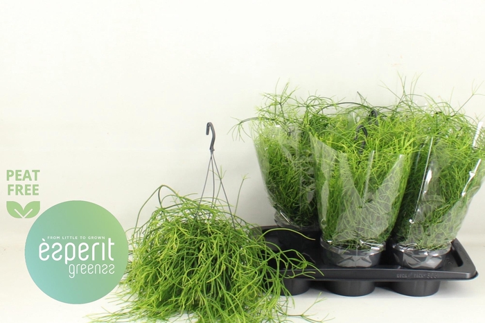 RHIPSALIS BA OASIS