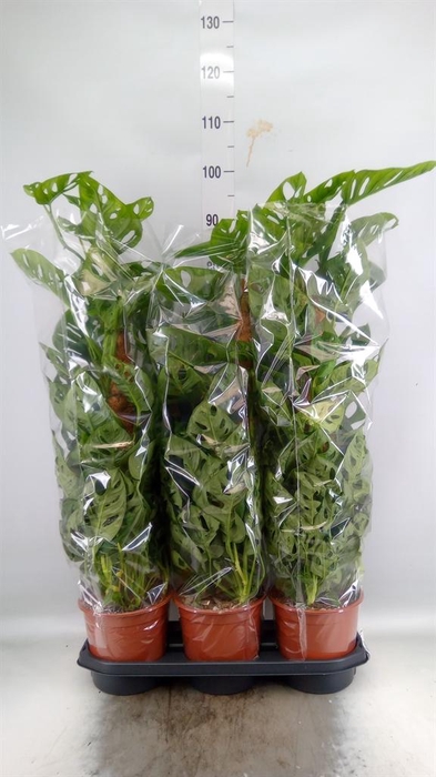 <h4>Monstera obliqua 'Monkey Mask'</h4>