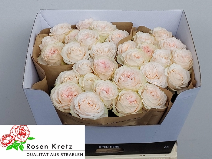 <h4>R GR SUNDERLAND!</h4>