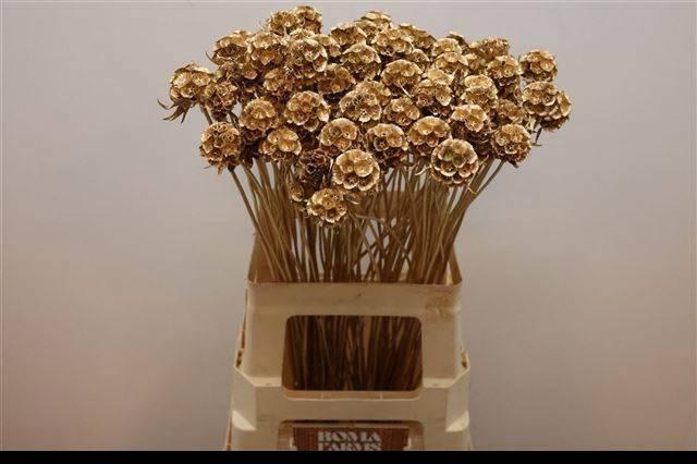 <h4>SCABIOSA ST KLB H%</h4>