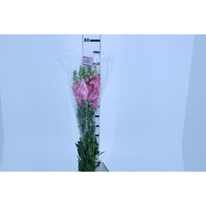 BOCA DE LEAO POTOMAC EARLY ROSE 070 CM