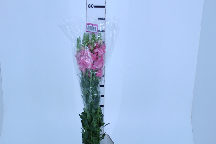 BOCA DE LEAO POTOMAC EARLY ROSE 070 CM