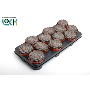 Echeveria overig zonder bloem