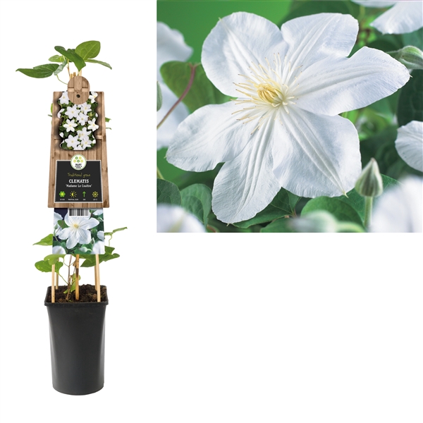 <h4>Clematis 'Madame Le Coultre' +3.0 label</h4>