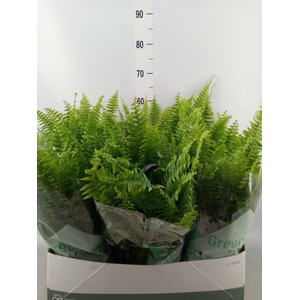 Nephrolepis exal. 'Green Moment'