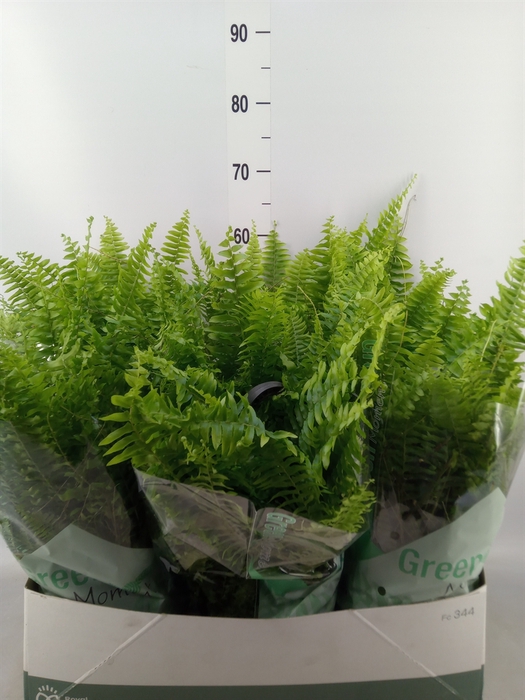 <h4>Nephrolepis exal. 'Green Moment'</h4>