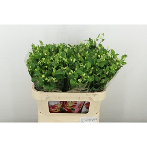 Alstr Fl Charmelia Pink