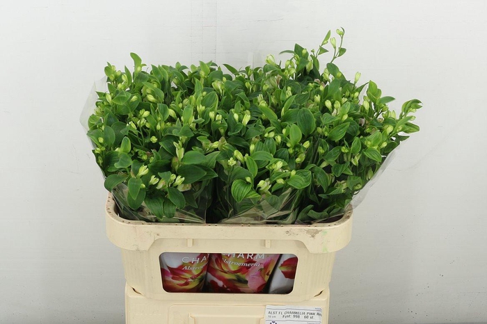 <h4>Alstr Fl Charmelia Pink</h4>