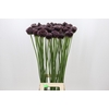 Allium Forelock