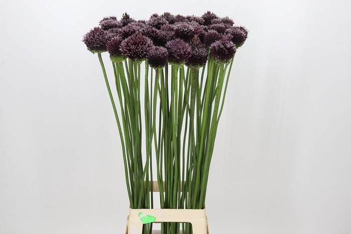 <h4>Allium Forelock</h4>