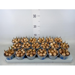 Muscari  'Magic Blue'