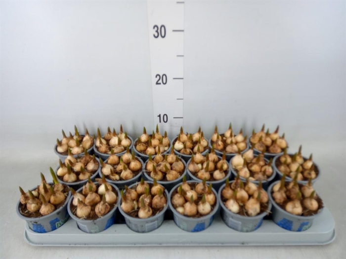 <h4>Muscari  'Magic Blue'</h4>