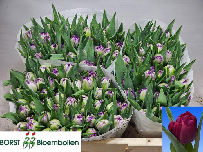 <h4>TU DU PYTHON</h4>