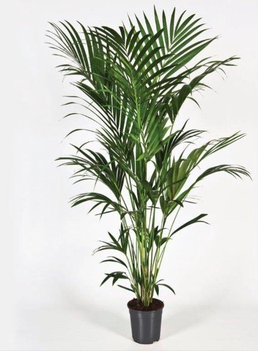 <h4>Howea forsteriana 200cm (Kentia)</h4>
