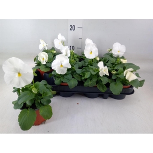 Viola wr. 'Delta Pure White'