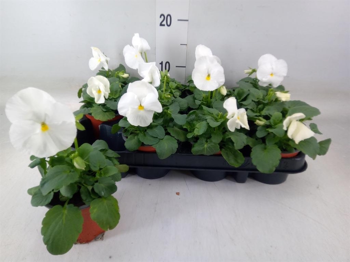 <h4>Viola wr. 'Delta Pure White'</h4>