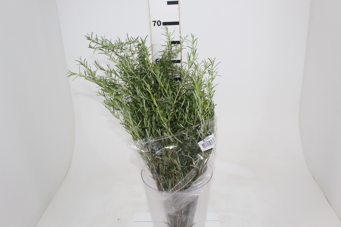 <h4>FOLH. ALECRIM 050 CM</h4>