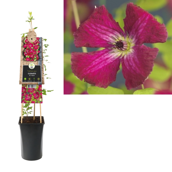 <h4>Clematis vit. 'Rubra' +3.0 label</h4>