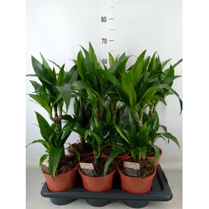 Dracaena frag. 'Janet Craig'